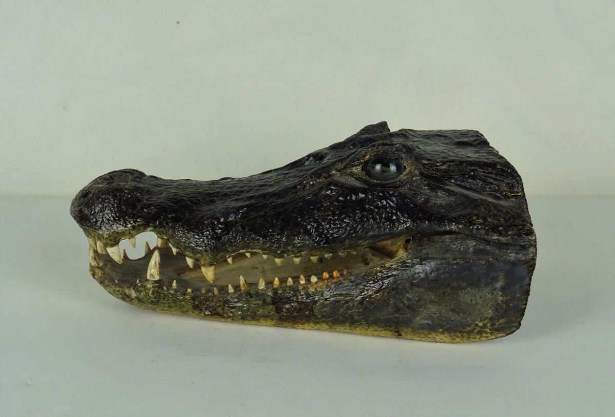 Taxidermy Crocodile Head